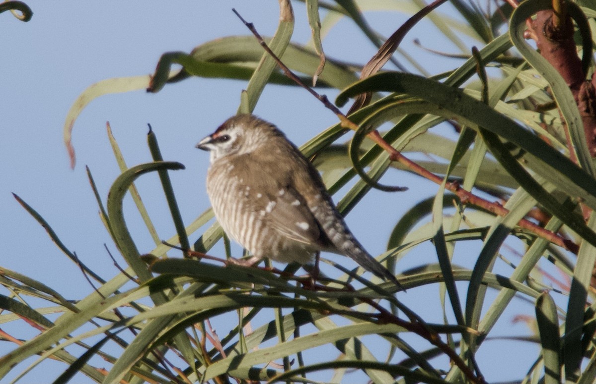 Plum-headed Finch - ML620734784