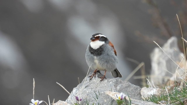 Tibetan Bunting - ML620734787