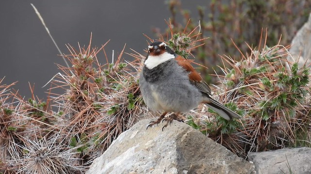 Tibetan Bunting - ML620734788