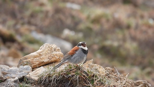 Tibetan Bunting - ML620734790