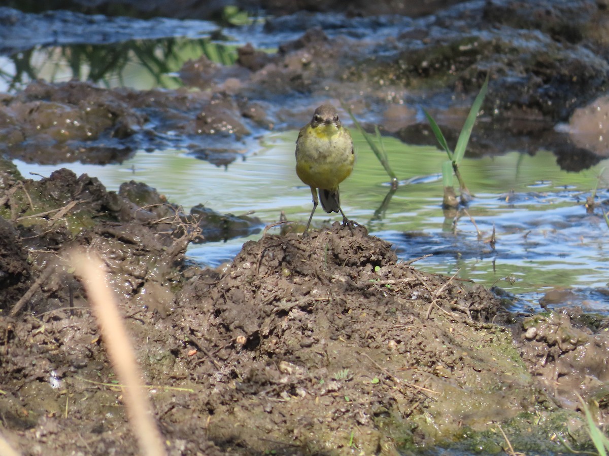 Western Yellow Wagtail - ML620734793