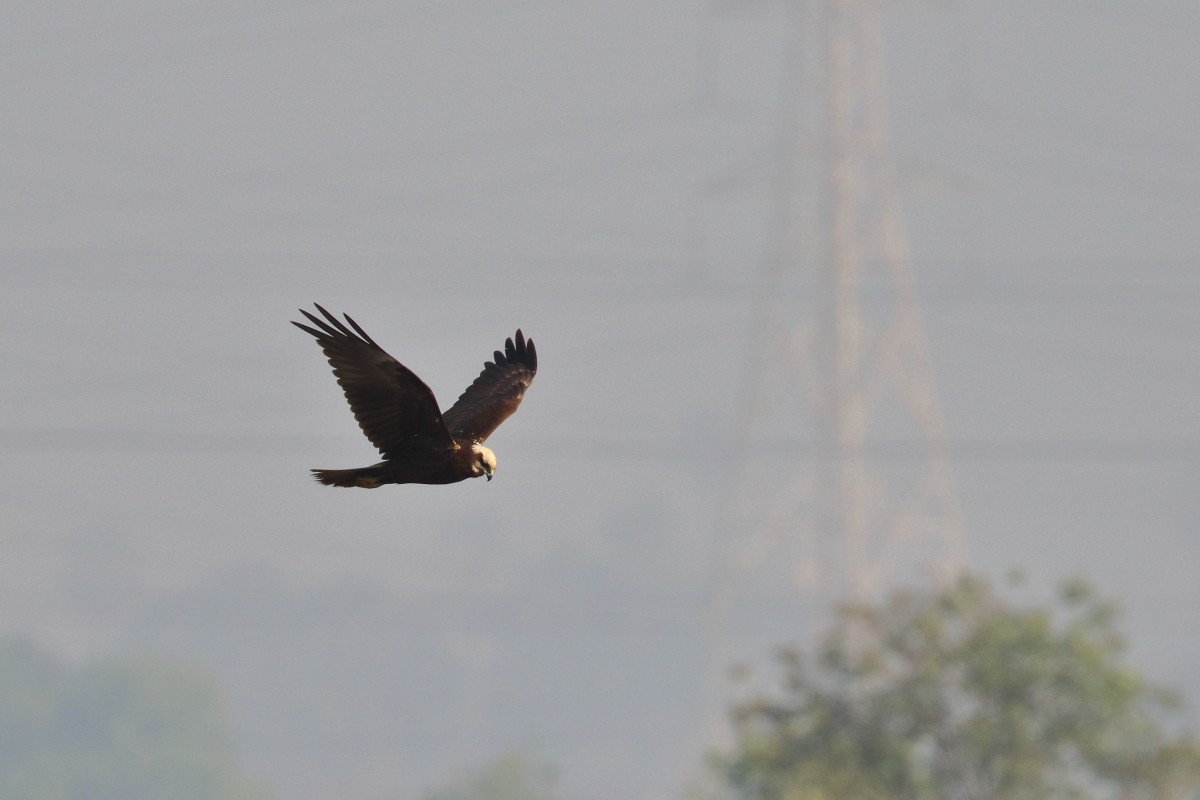 Western Marsh Harrier - ML620734794