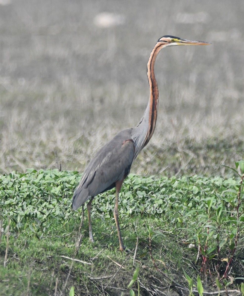 Purple Heron - Aishwarya Vijayakumar