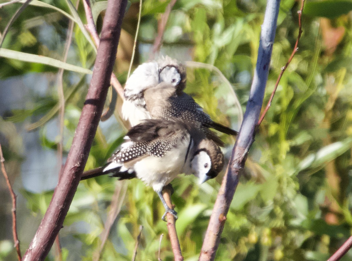 Double-barred Finch - ML620734798