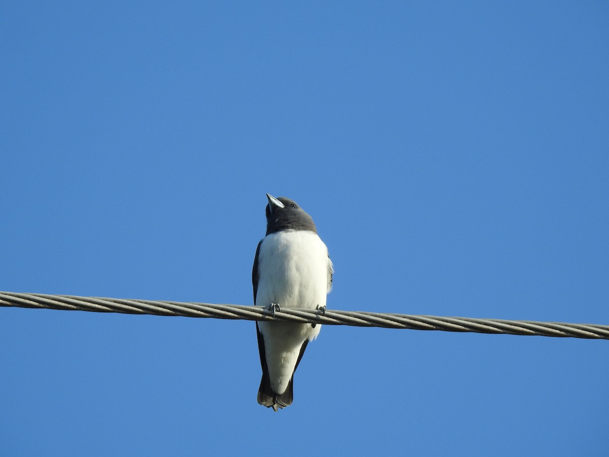 White-breasted Woodswallow - ML620734800