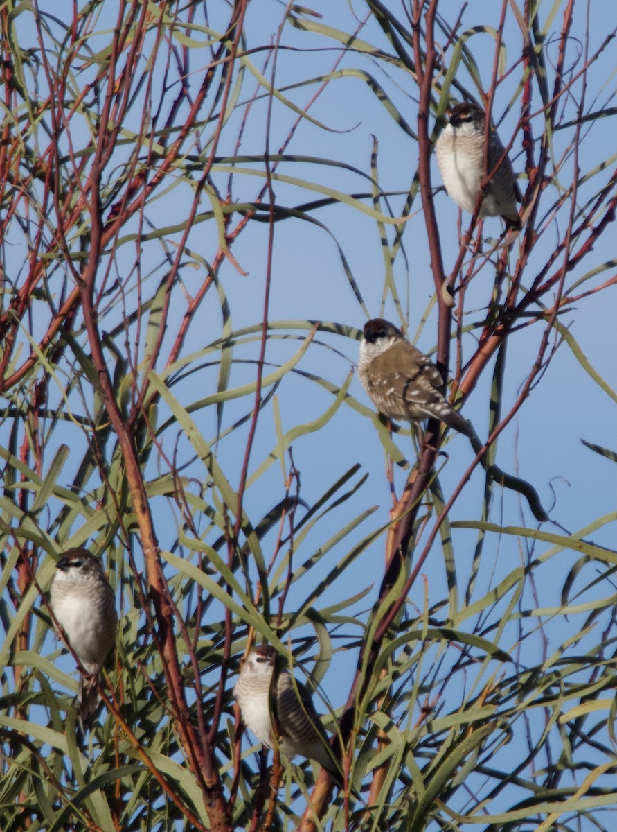 Plum-headed Finch - ML620734801