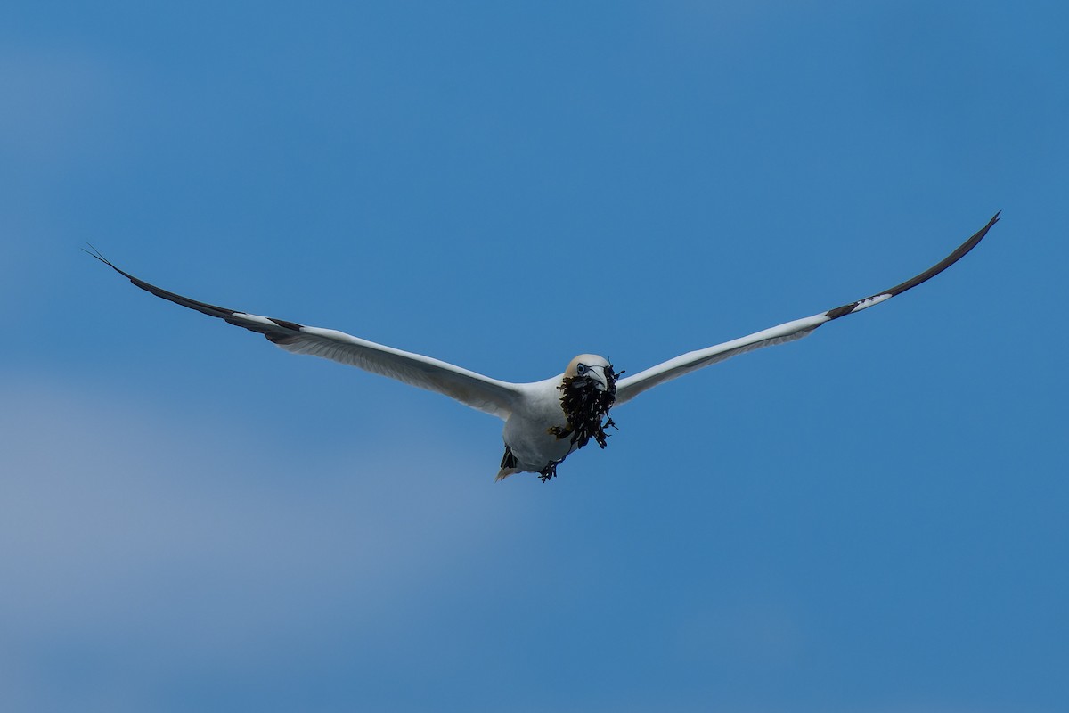 Northern Gannet - ML620734809