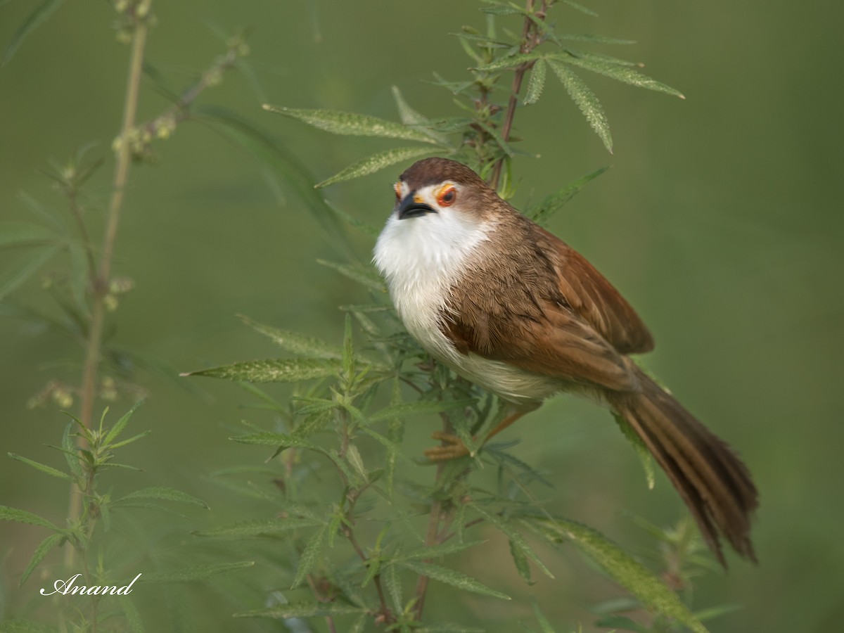 Yellow-eyed Babbler - ML620734812