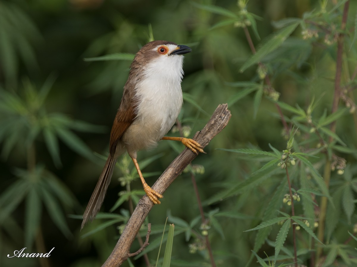 Yellow-eyed Babbler - ML620734818