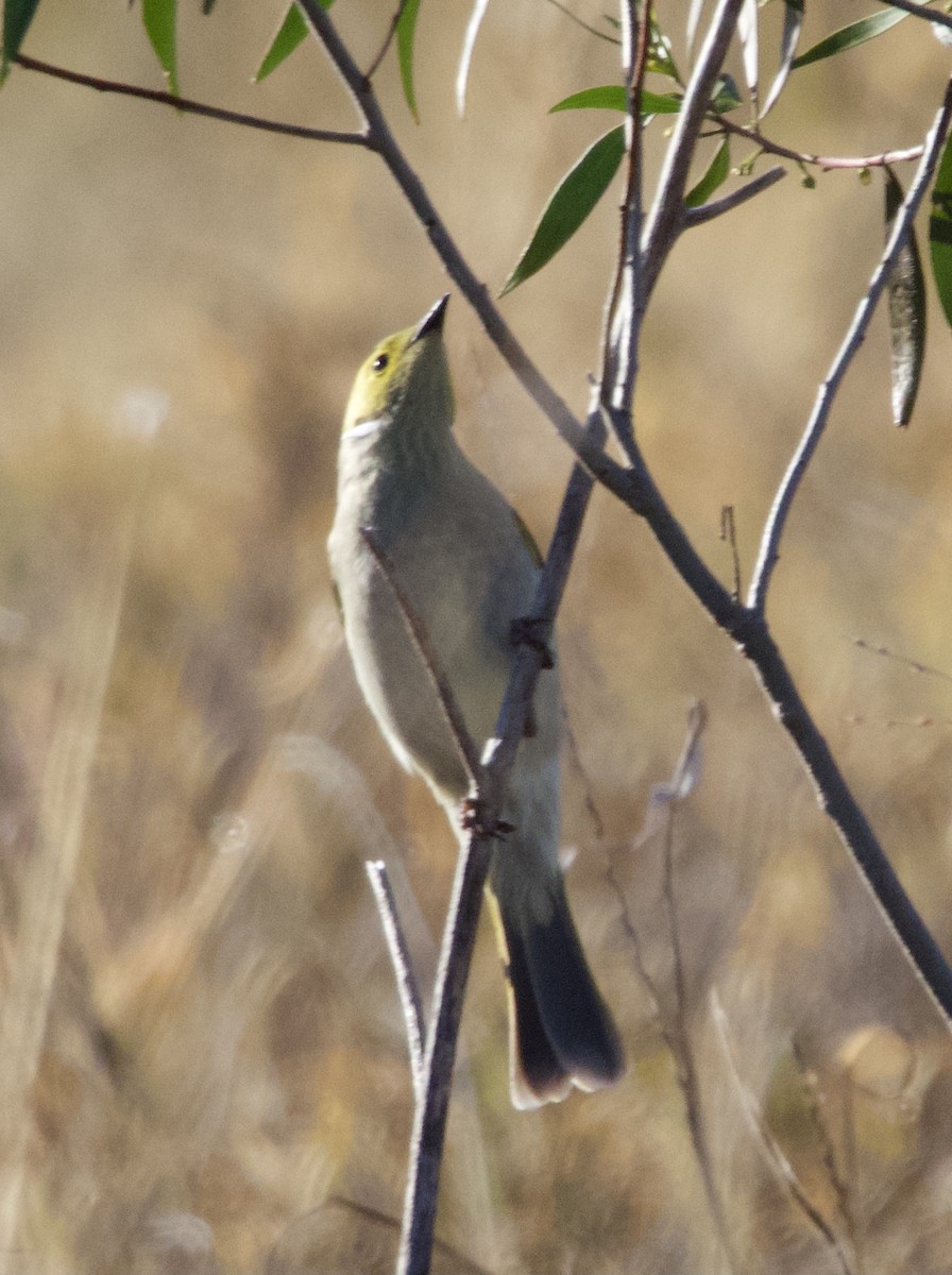 White-plumed Honeyeater - ML620734819