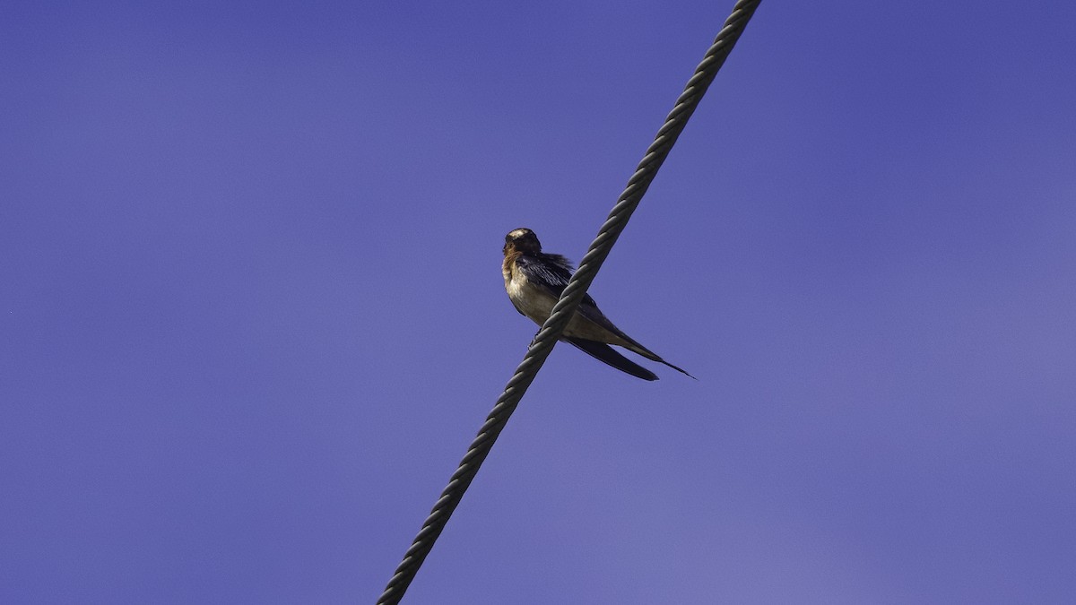 Barn Swallow - ML620734820