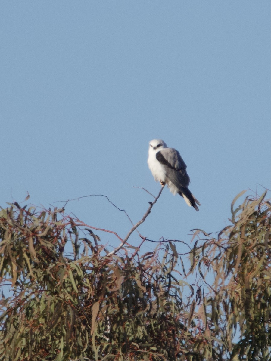 Black-shouldered Kite - ML620734821