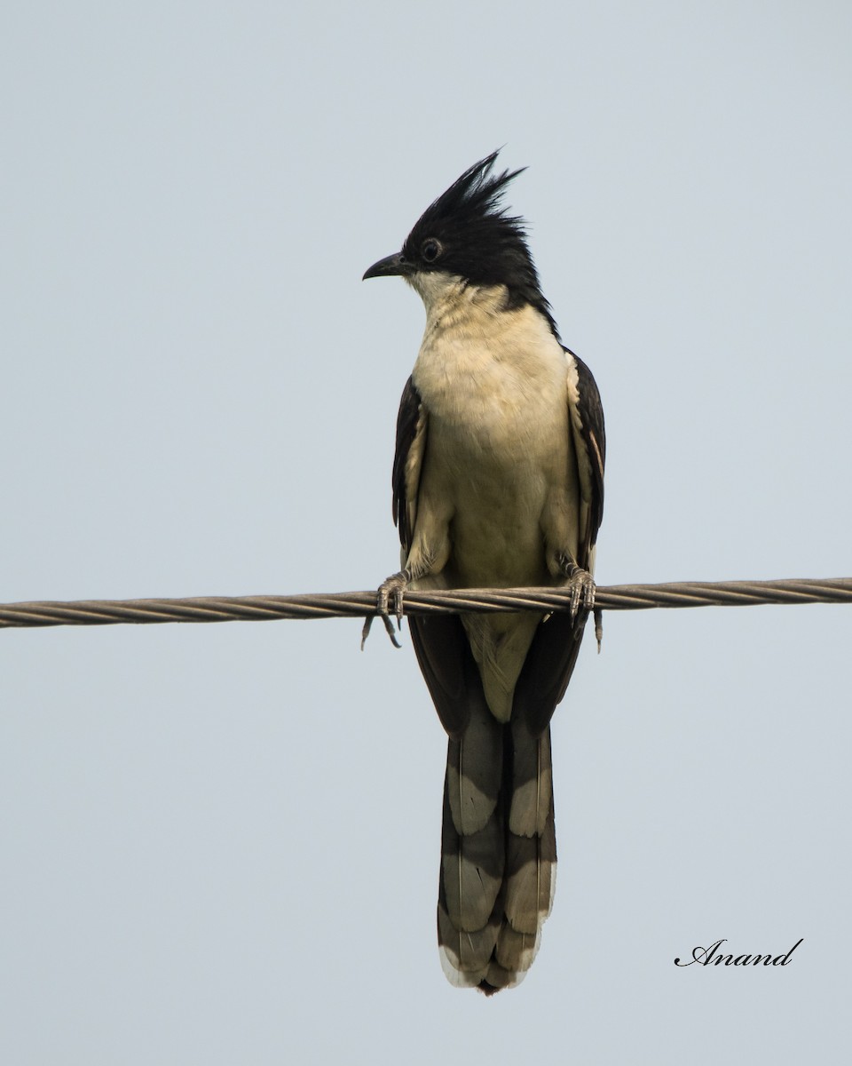 Pied Cuckoo - ML620734822