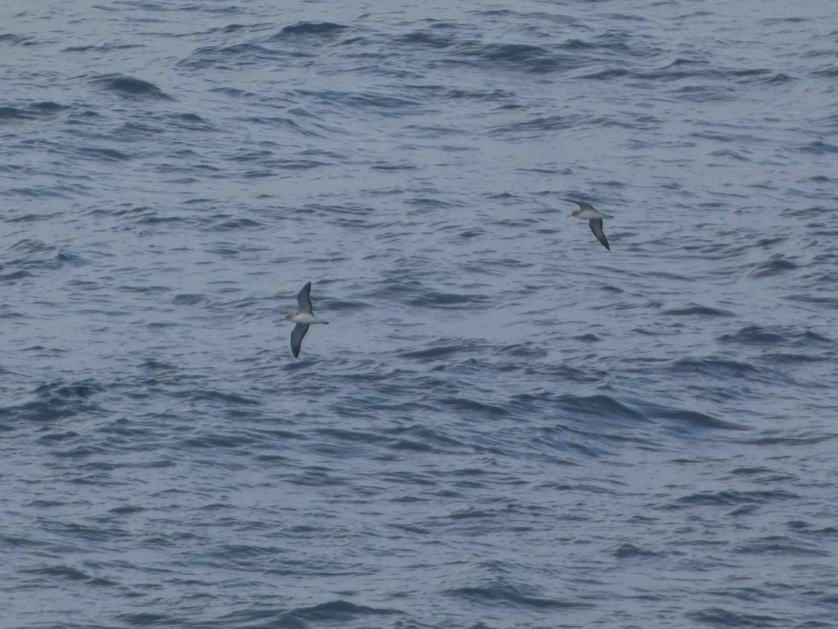 Cory's Shearwater (borealis) - ML620734824