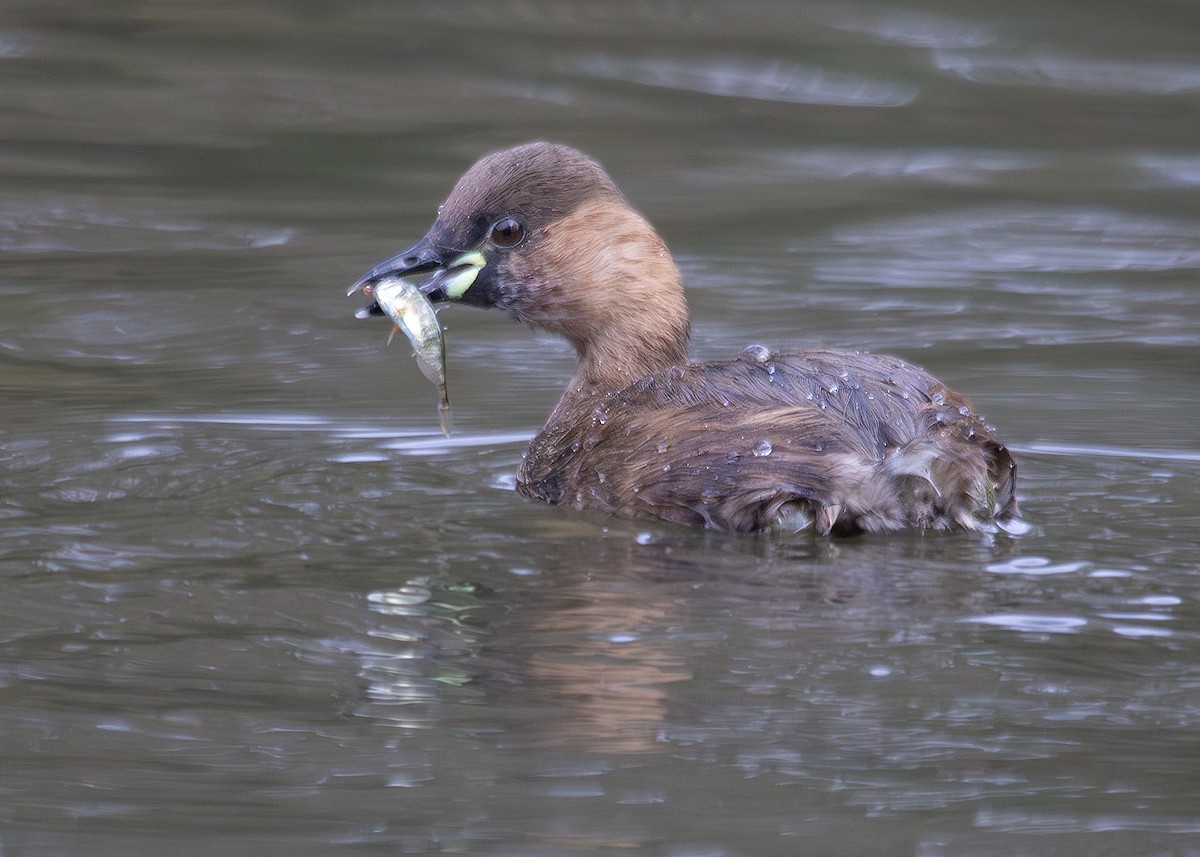 カイツブリ（ruficollis グループ） - ML620734825