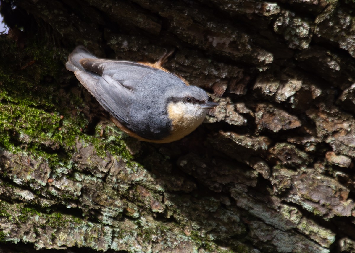 Eurasian Nuthatch (Western) - ML620734826