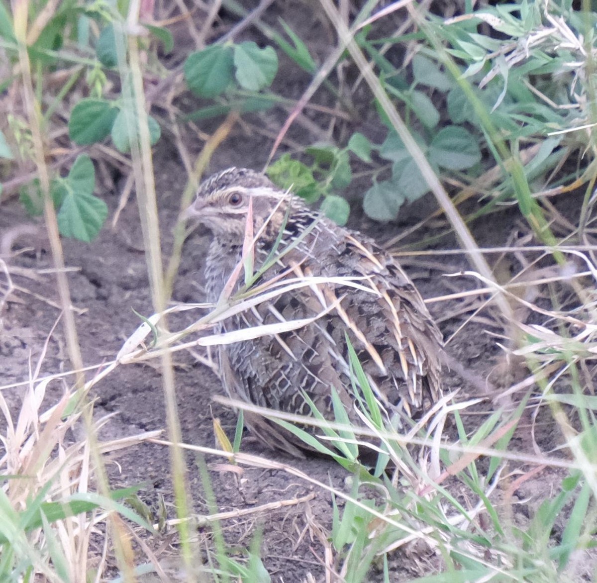 Common Quail - Daniel Hoops