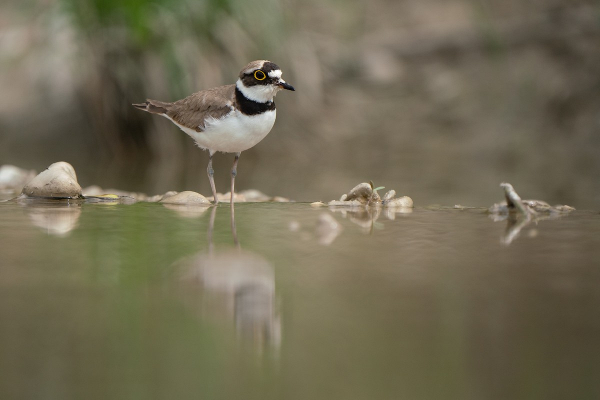 Little Ringed Plover - ML620734829