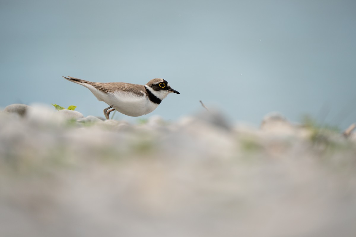 Little Ringed Plover - Hichem MACHOUK