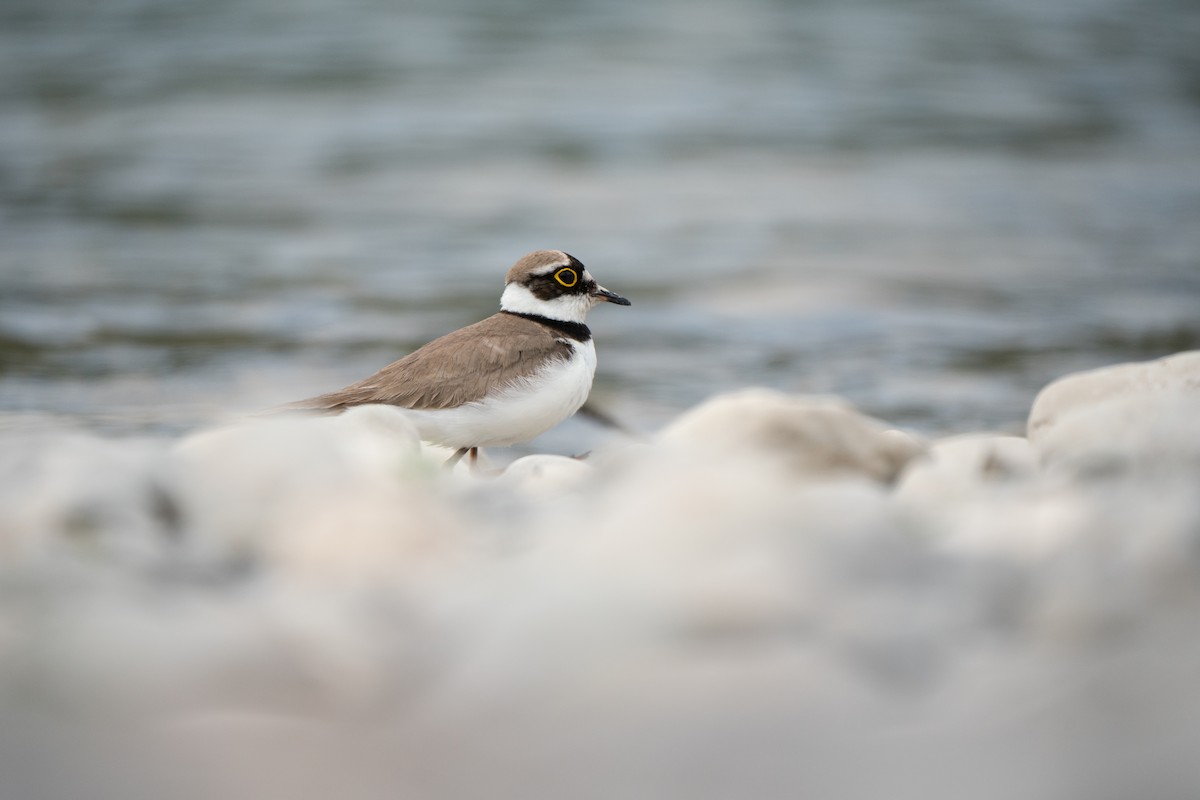 Little Ringed Plover - ML620734834