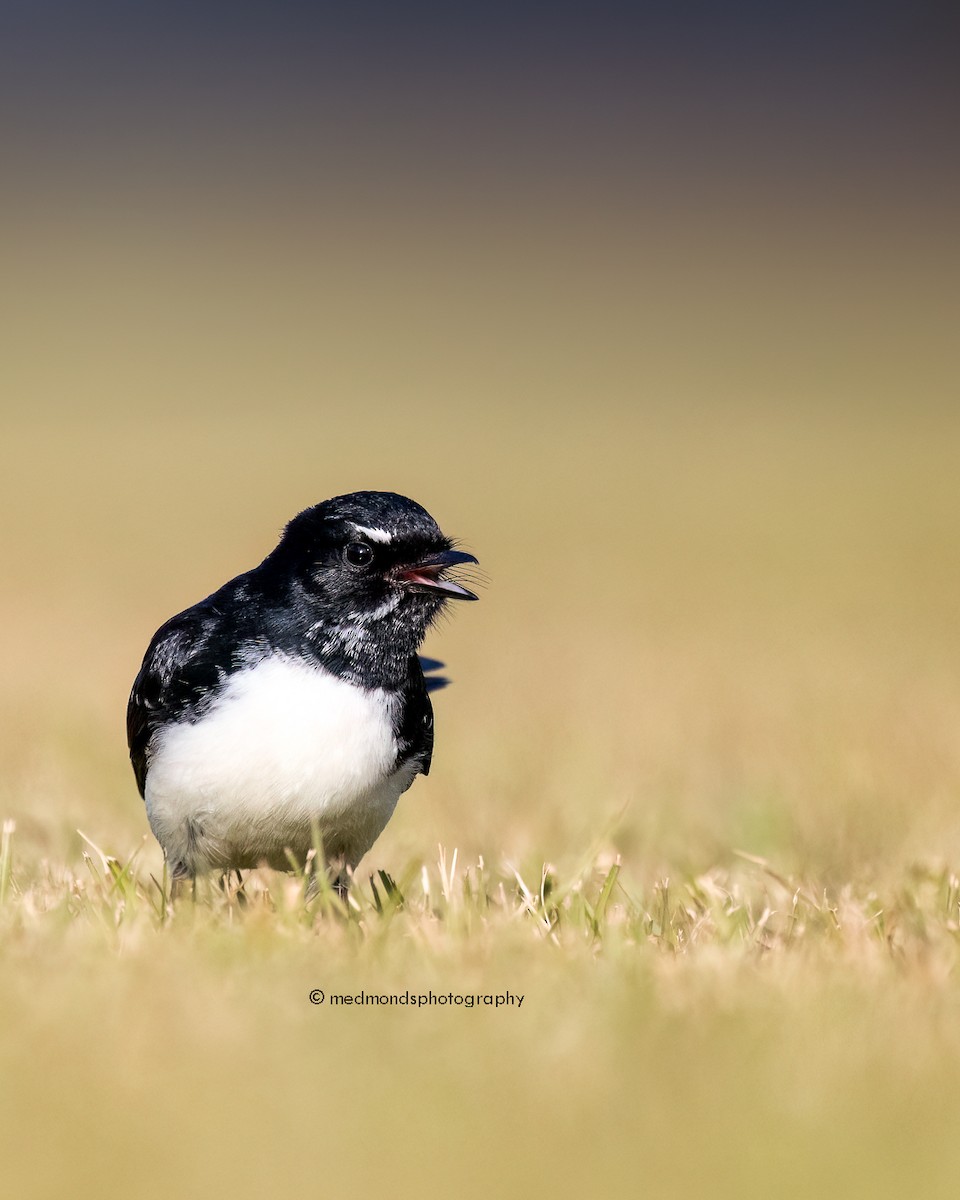 Willie-wagtail - ML620734838