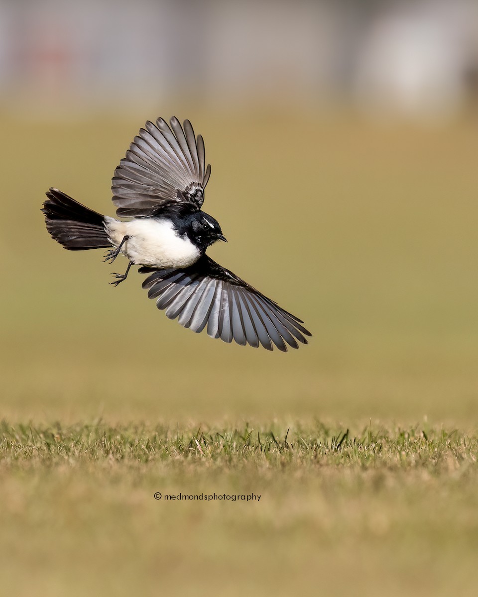 Willie-wagtail - ML620734840