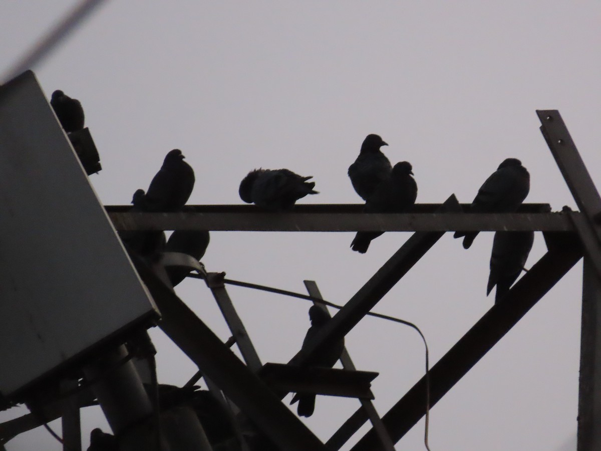 Rock Pigeon (Feral Pigeon) - ML620734841