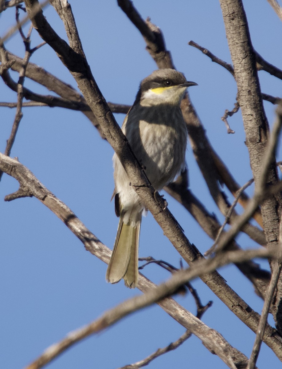 Singing Honeyeater - ML620734845