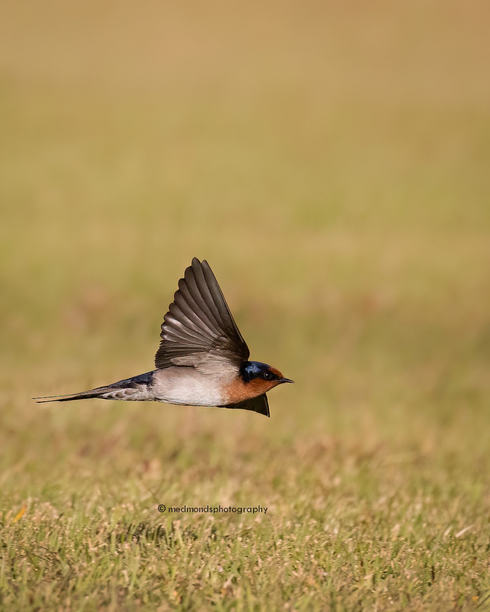 Golondrina Australiana - ML620734847