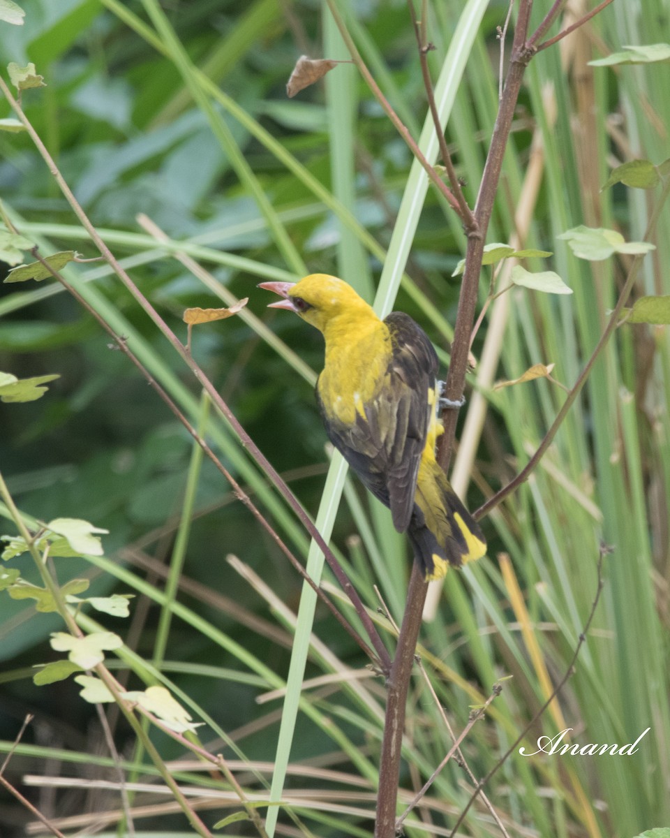 Indian Golden Oriole - ML620734849