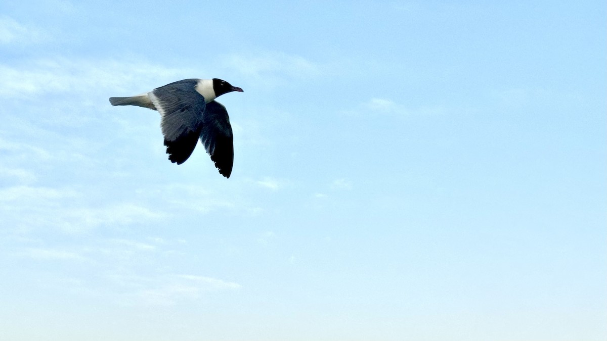 Mouette atricille - ML620734852