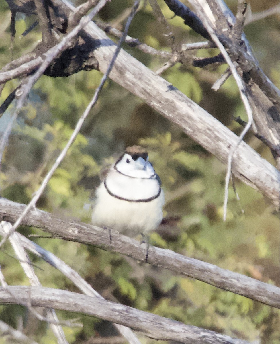 Double-barred Finch - ML620734854