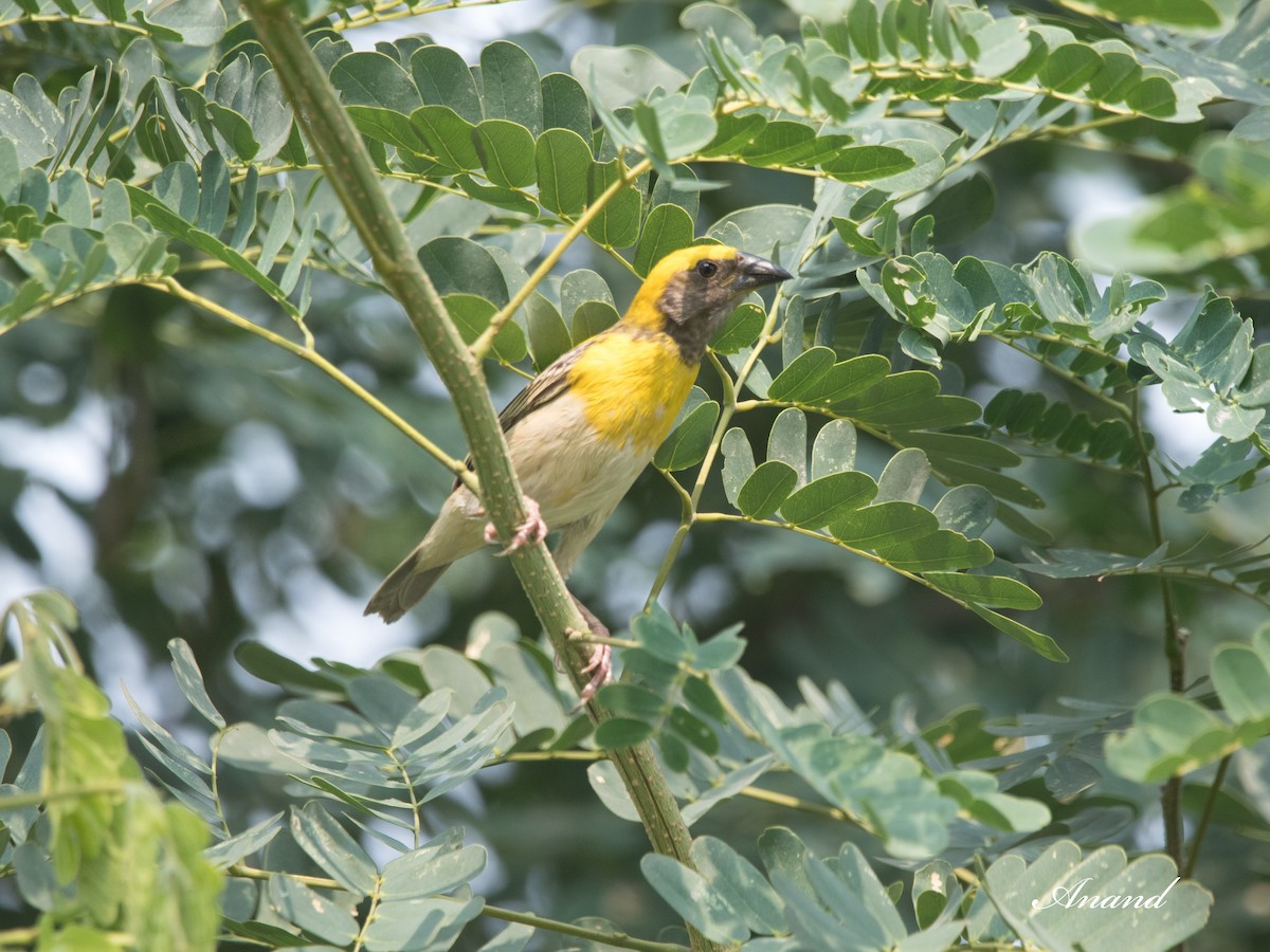 Baya Weaver - ML620734855