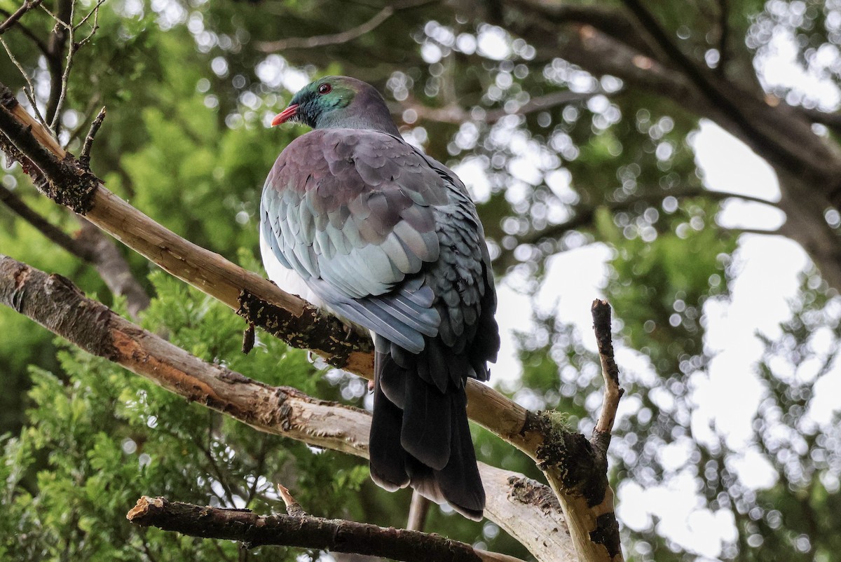 New Zealand Pigeon - ML620734856