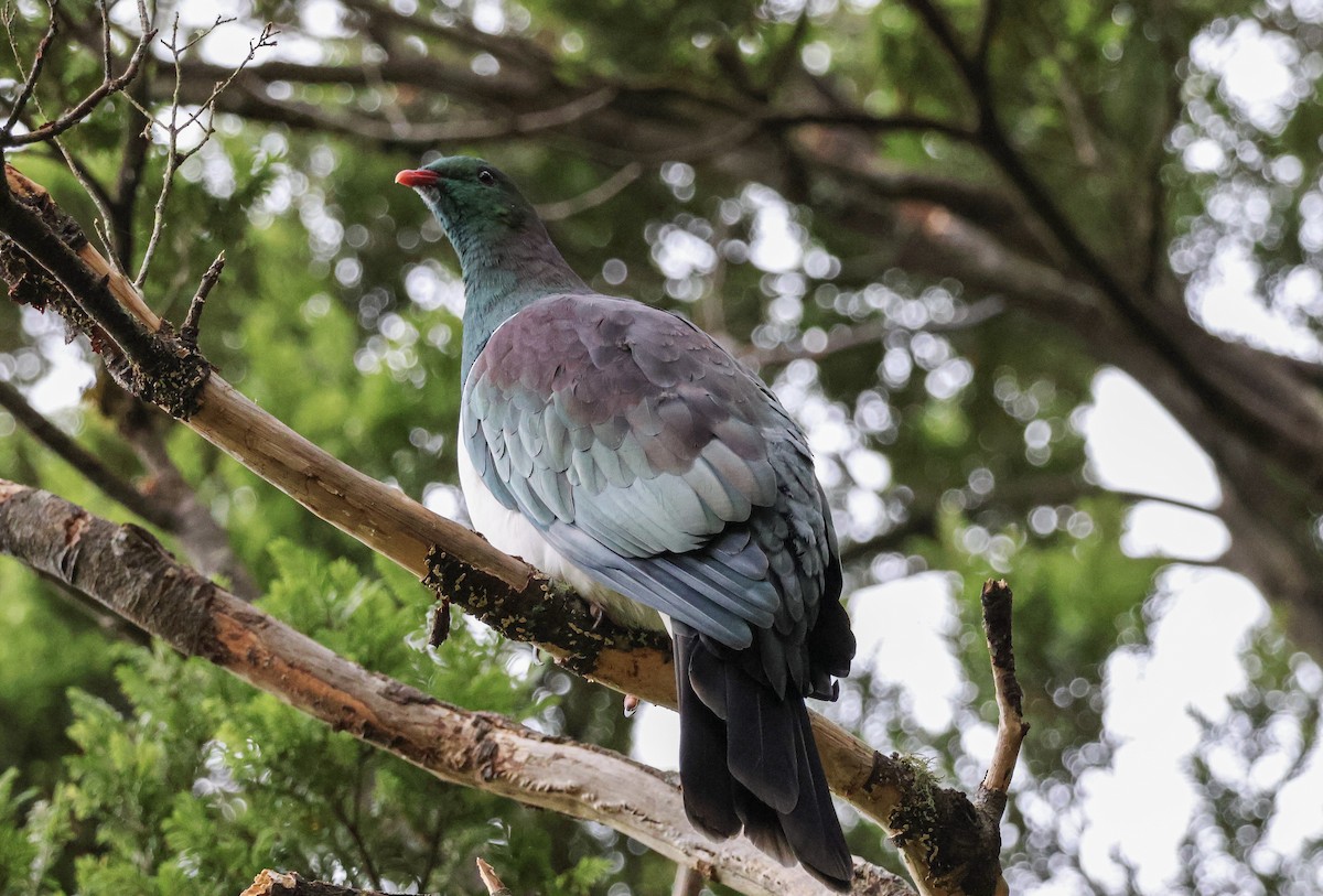 New Zealand Pigeon - ML620734857