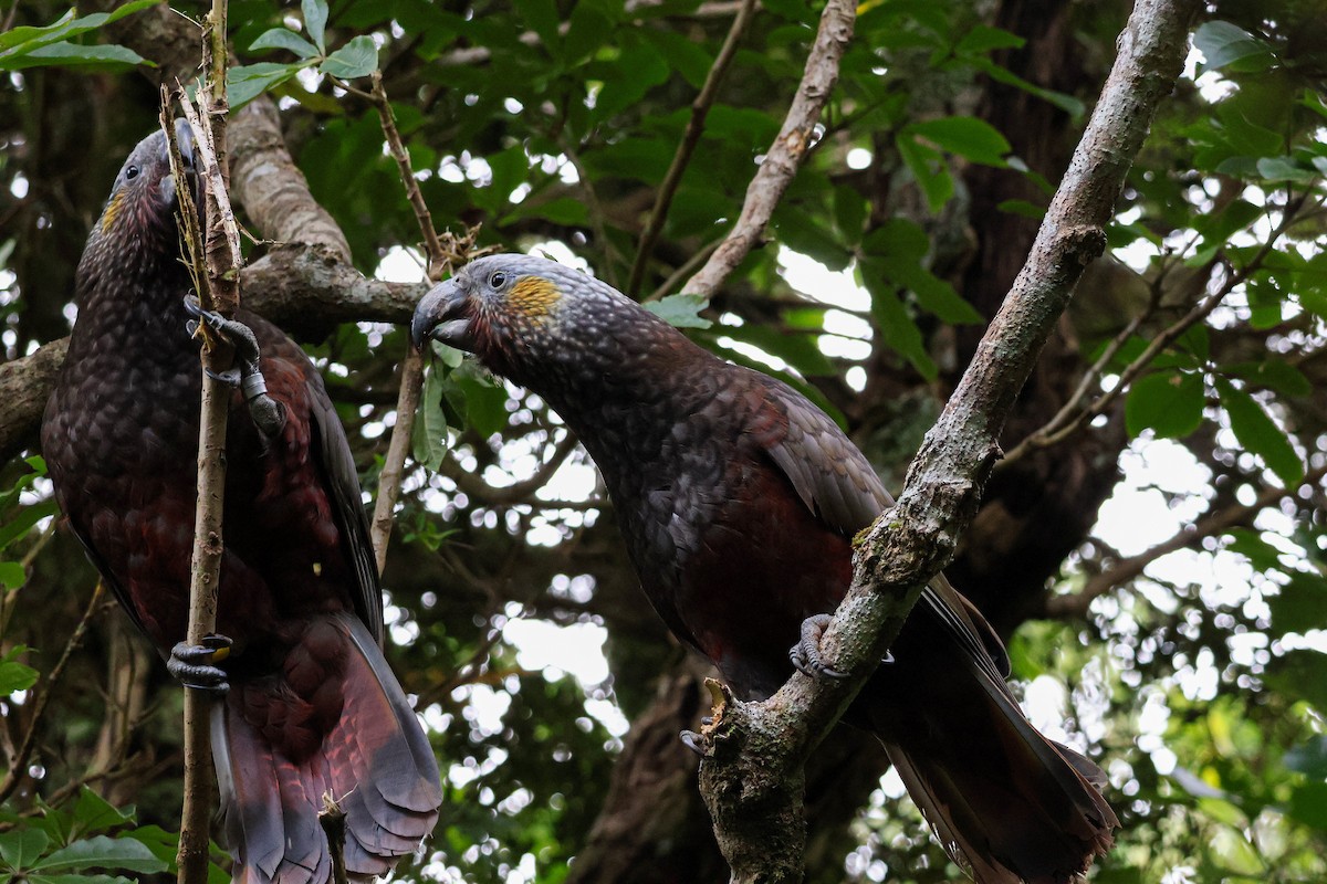 New Zealand Kaka - ML620734859