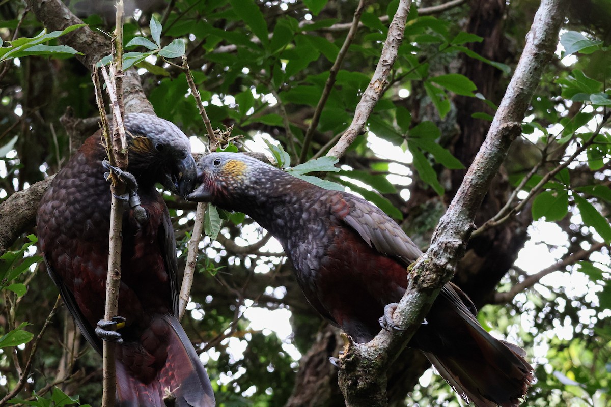 New Zealand Kaka - ML620734860