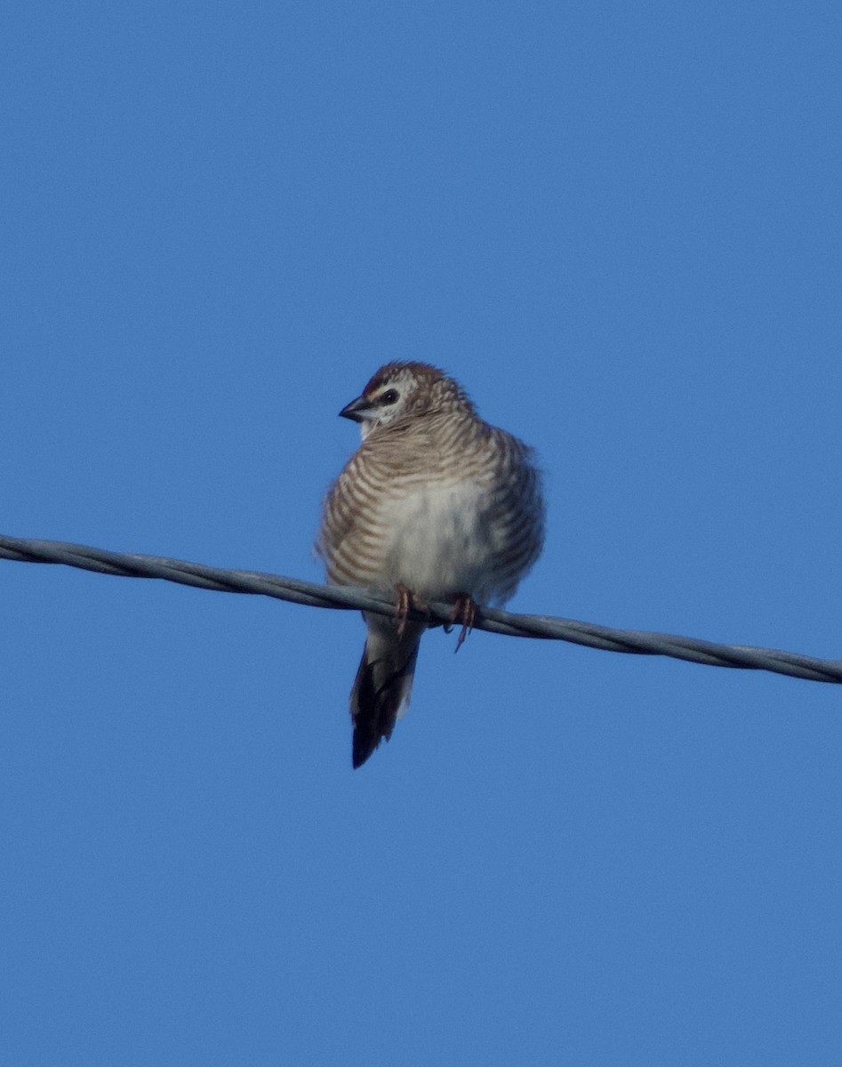 Plum-headed Finch - ML620734861