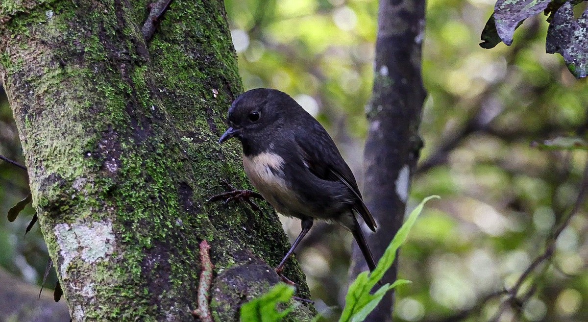 South Island Robin - ML620734863