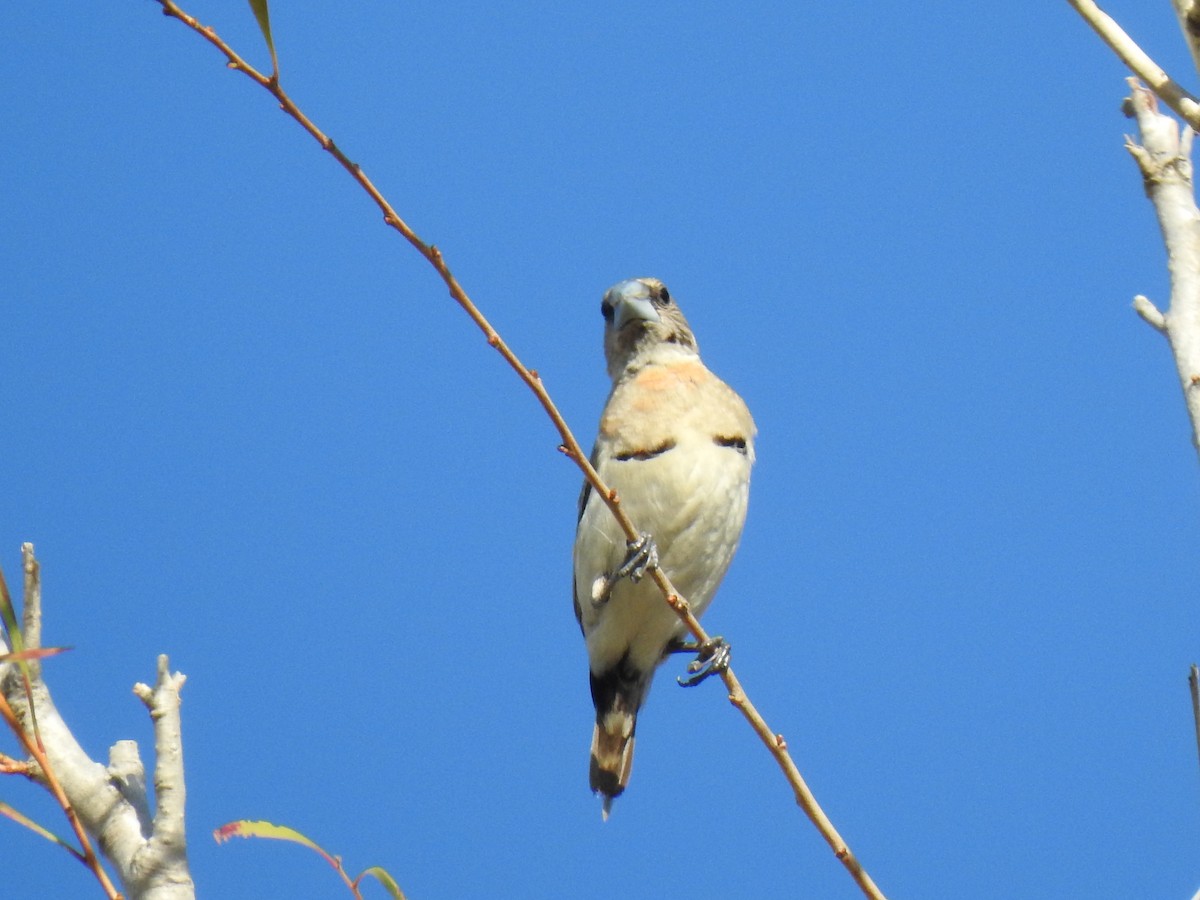 Chestnut-breasted Munia - ML620734864