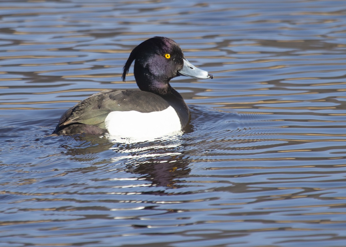 鳳頭潛鴨 - ML620734866