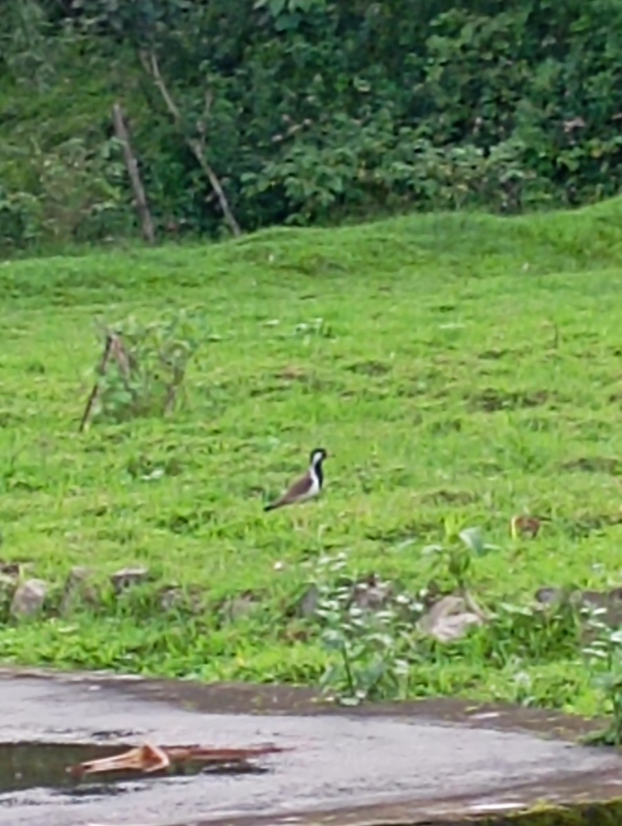 Red-wattled Lapwing - ML620734868