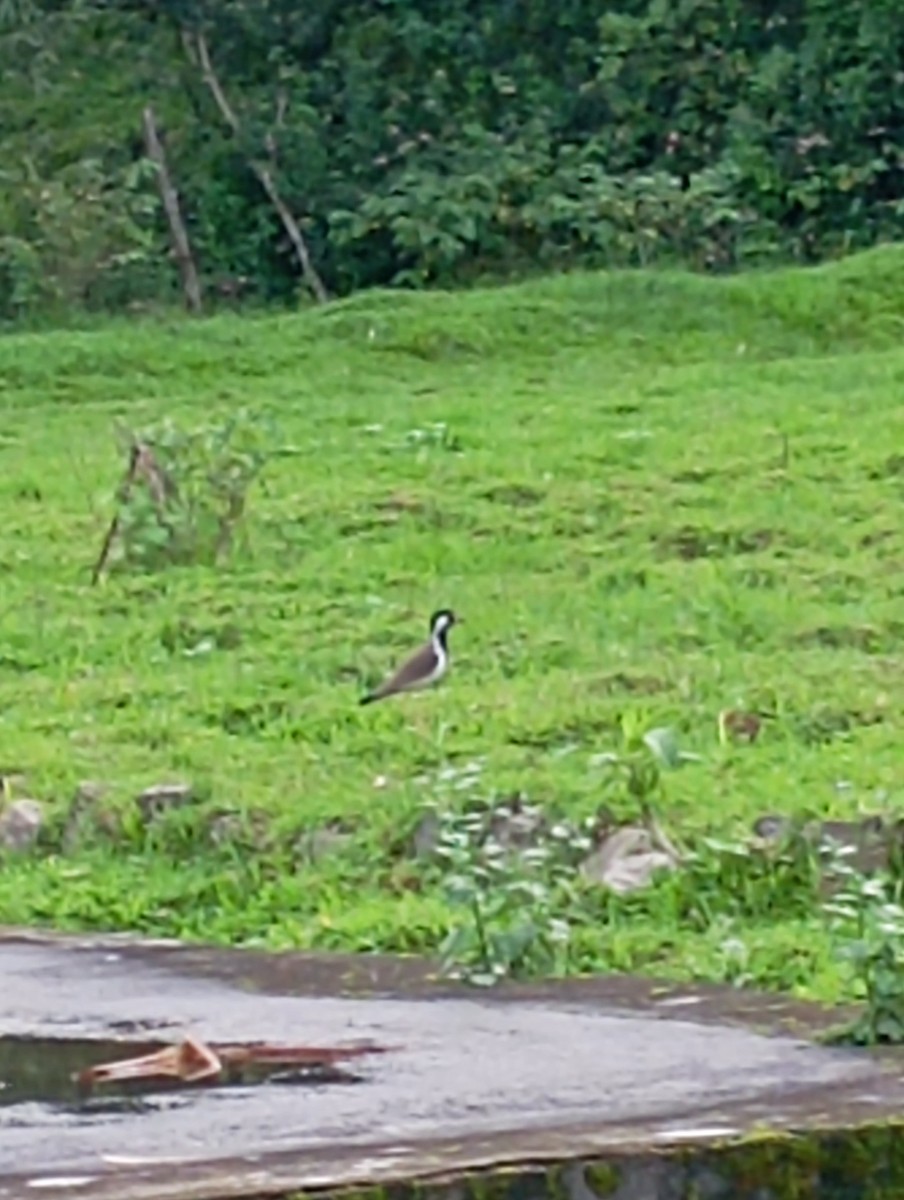 Red-wattled Lapwing - ML620734869