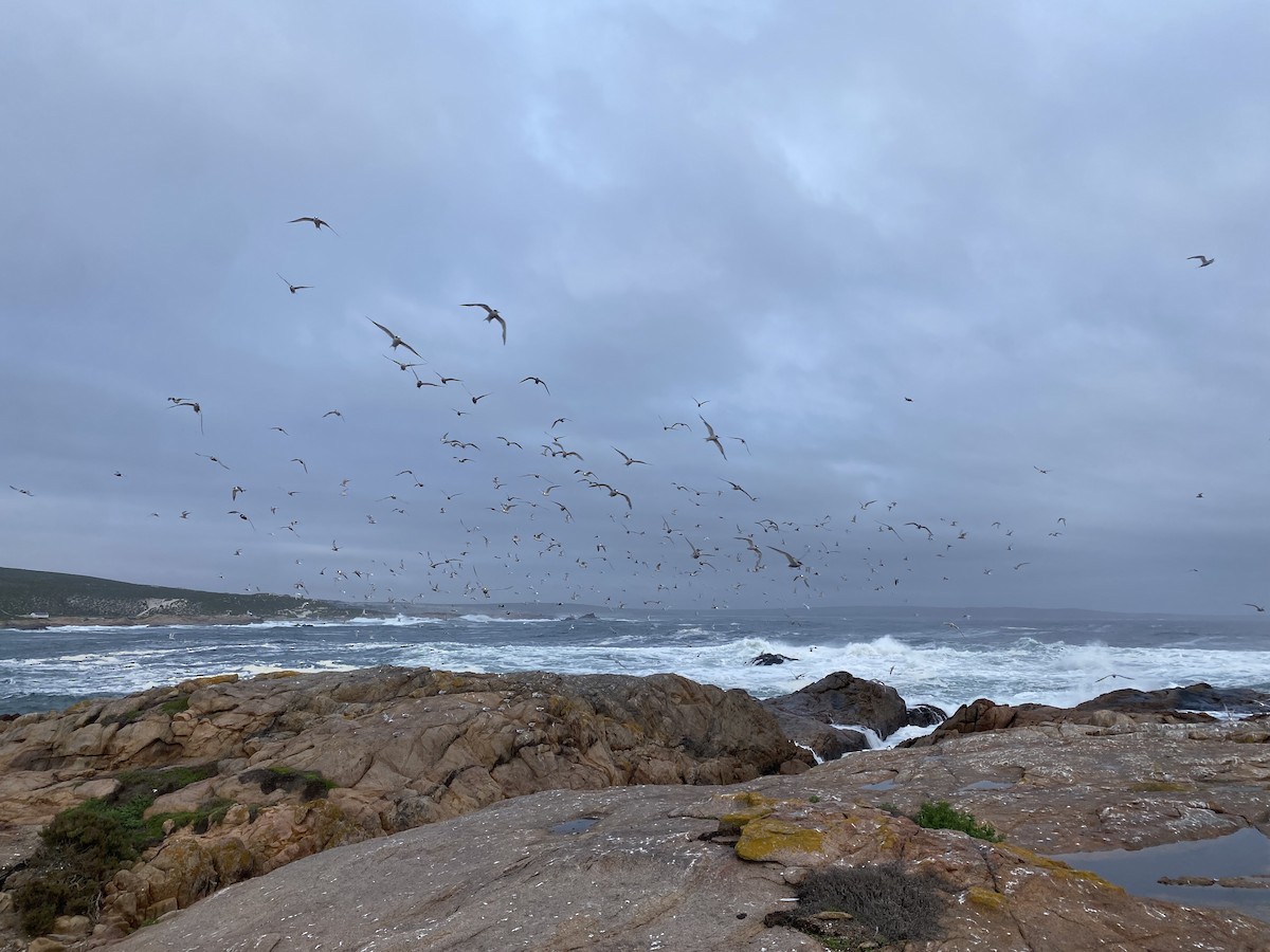 Antarctic Tern - ML620734870