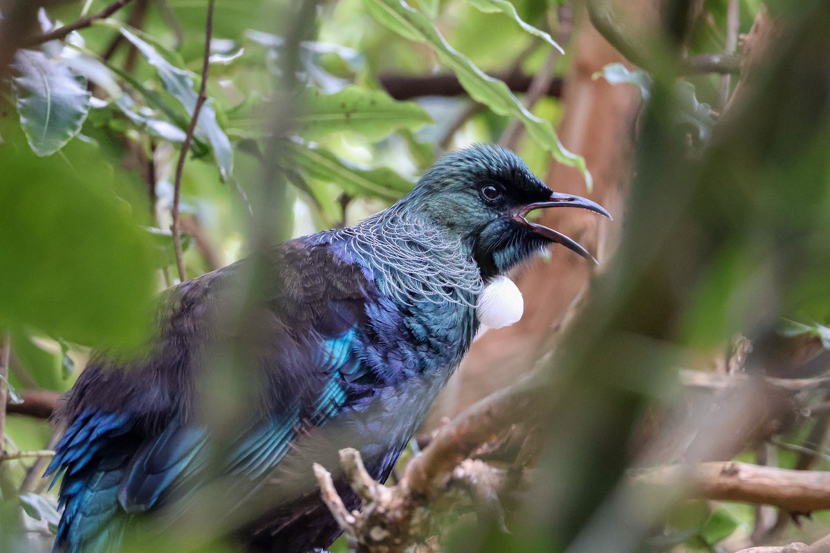 Mielero Tui - ML620734875