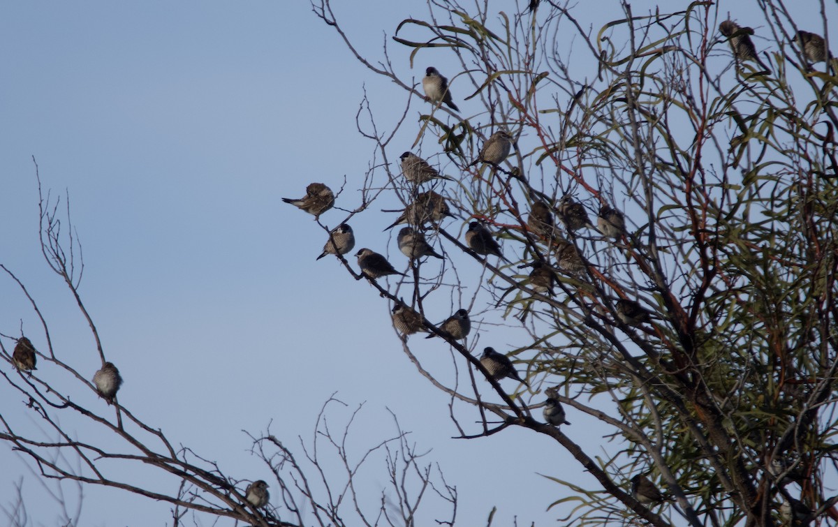 Plum-headed Finch - ML620734882