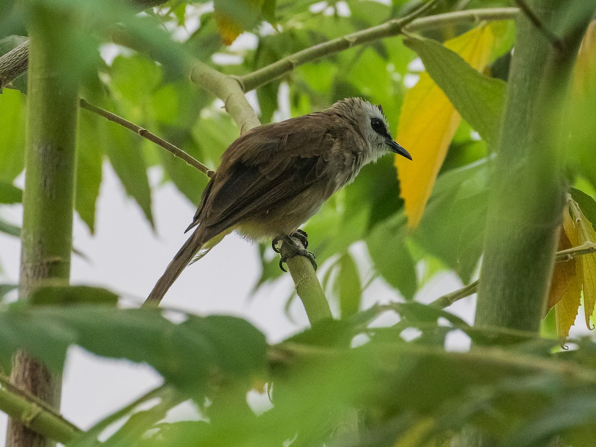 Yellow-vented Bulbul - ML620734887