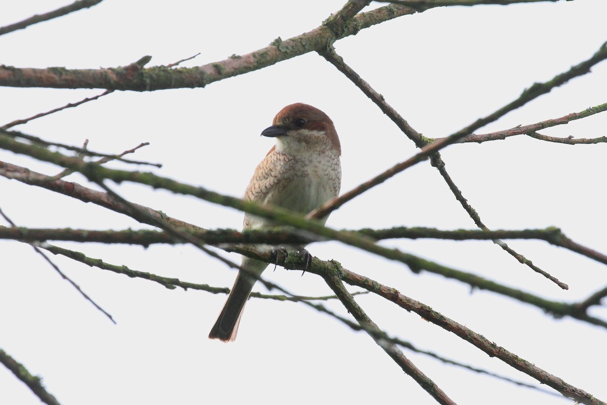 Red-backed Shrike - ML620734892