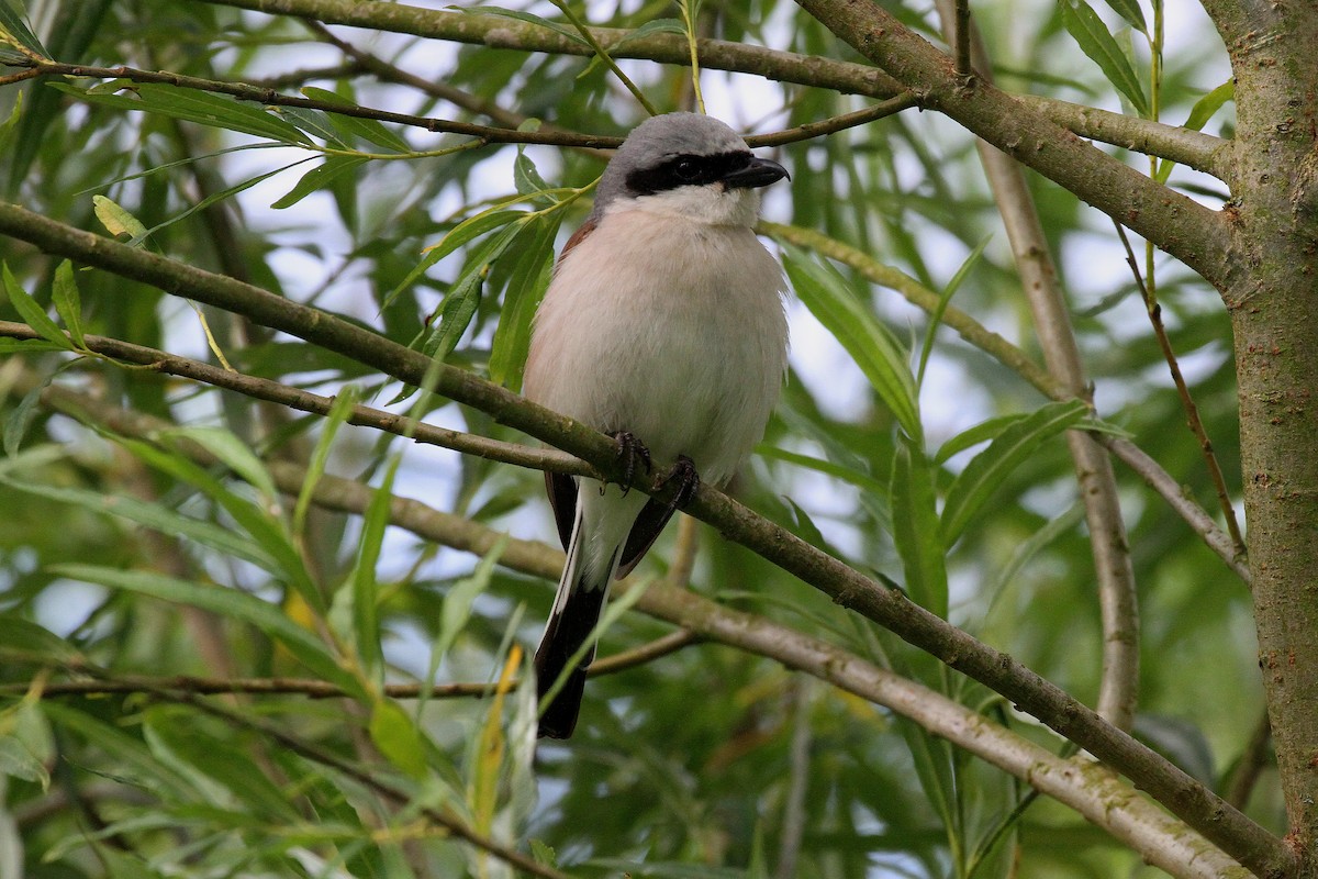 Red-backed Shrike - ML620734895