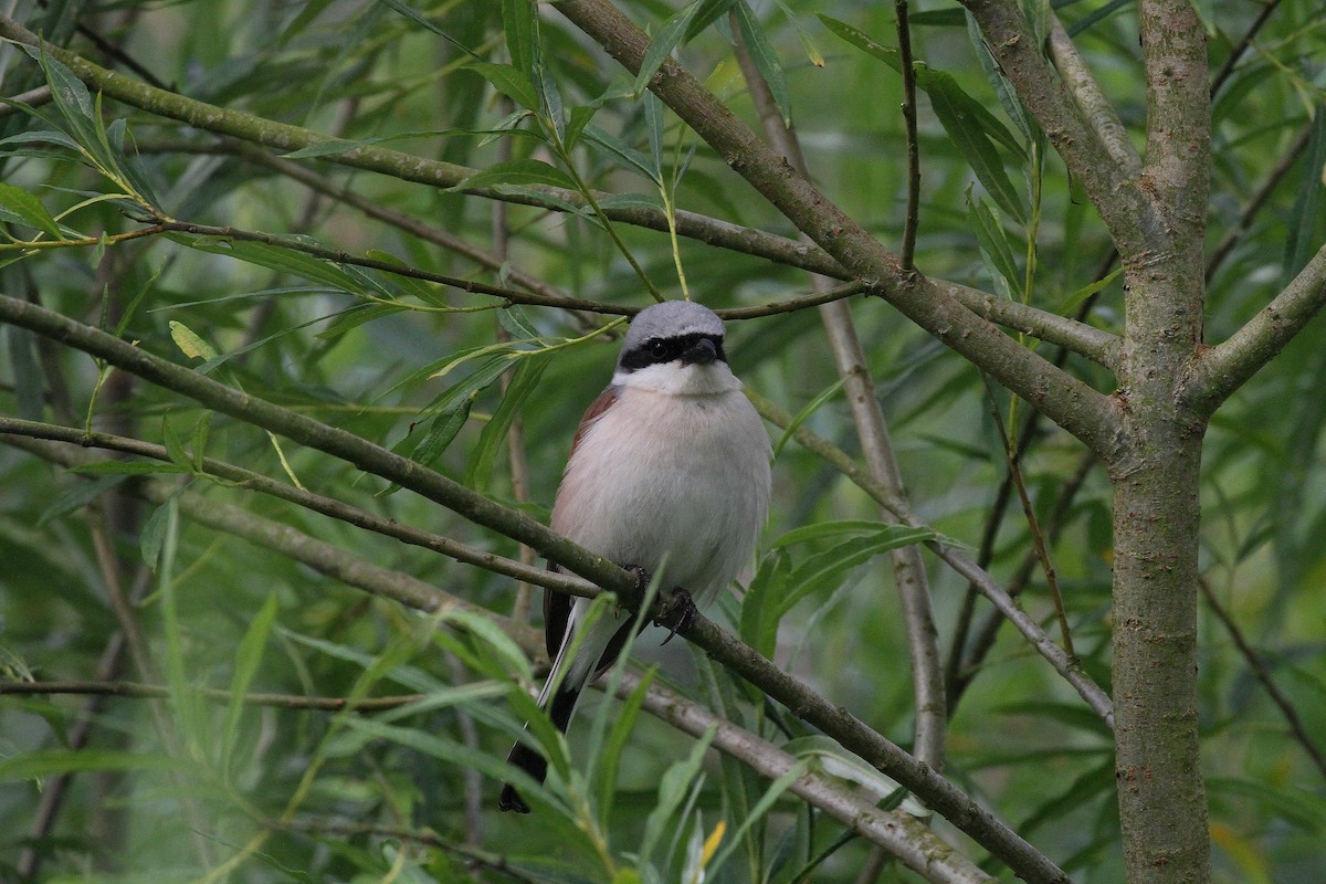 Red-backed Shrike - ML620734896